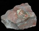 Transluscent Basseiarges Trilobite - Jorf, Morocco #40140-2